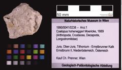 Foto (Objekt + Etiketten) von Coelopus hoheneggeri (Moericke, 1889) (NHMW-GEO-1990-0041-0238)